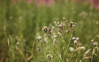 What’s the difference between a Logo and a Brand Identity?