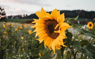 Creating a Vision Board for your Business