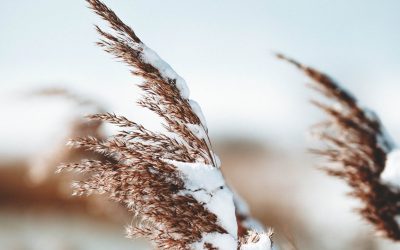 My Seasonal Business Reflection Questions